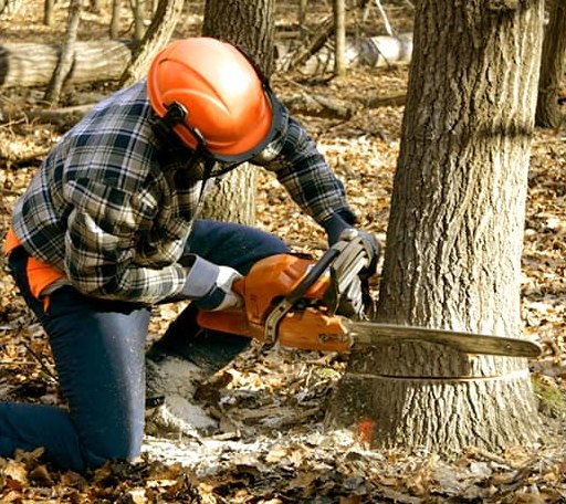 Tree Removal in Tenstrike, MN